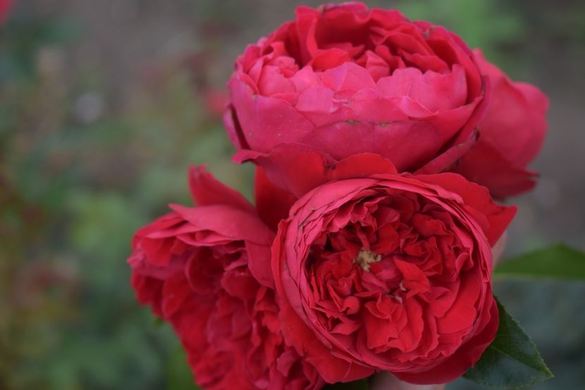  - TRANDAFIRI VARA 2018 V