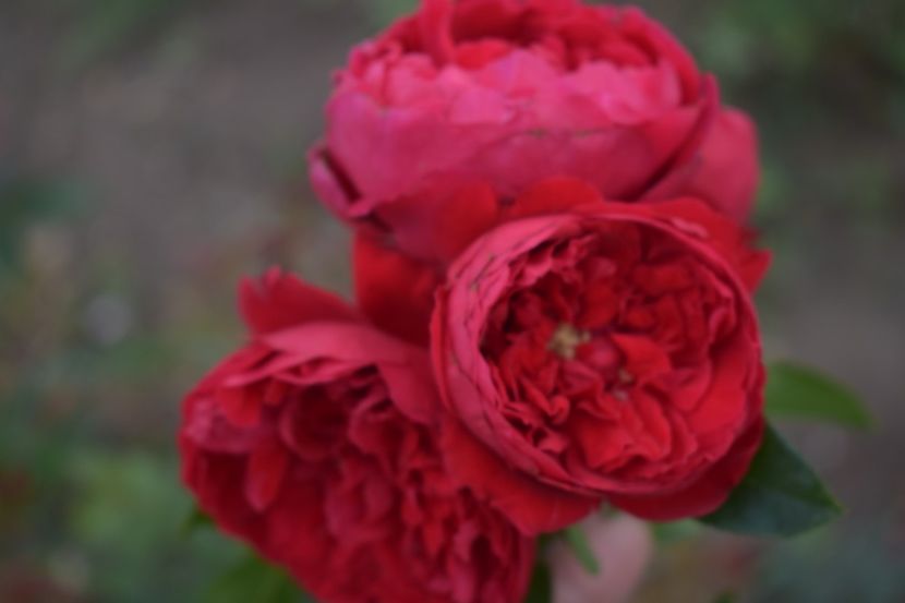  - TRANDAFIRI VARA 2018 V