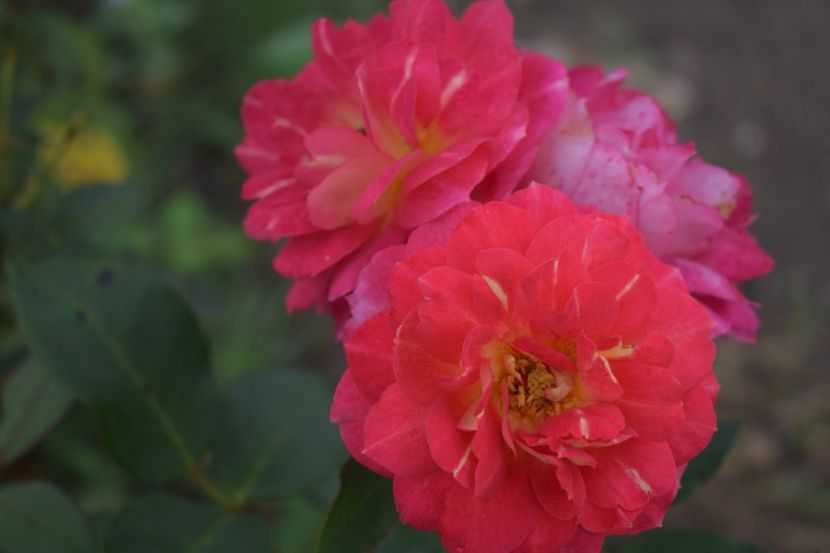  - TRANDAFIRI VARA 2018 V