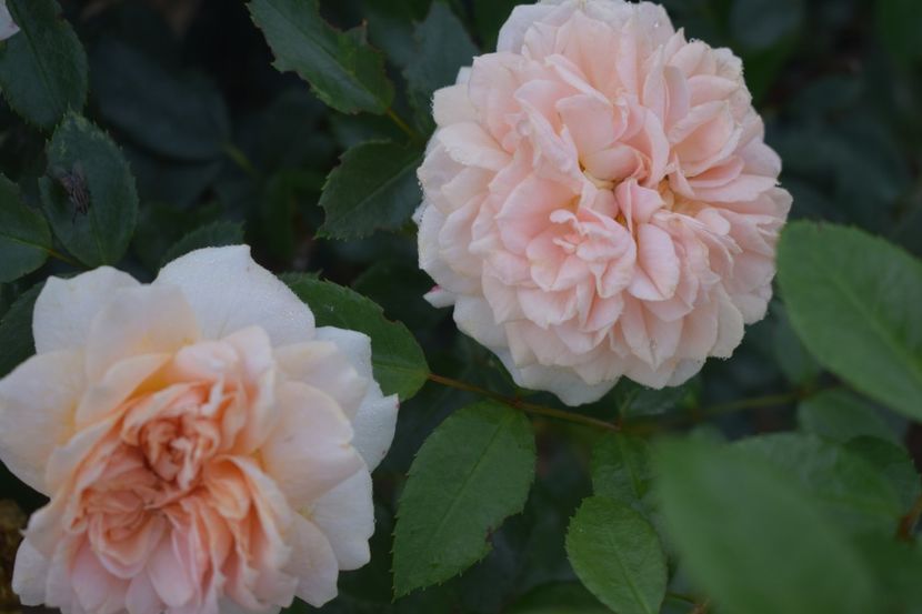  - TRANDAFIRI VARA 2018 V