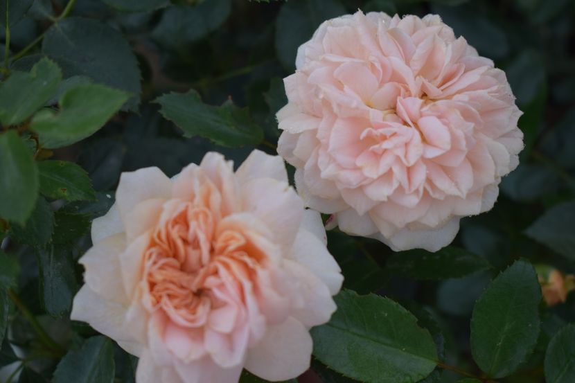  - TRANDAFIRI VARA 2018 V