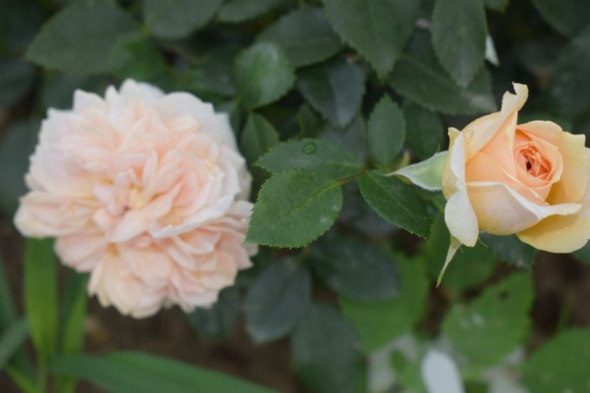  - TRANDAFIRI VARA 2018 V