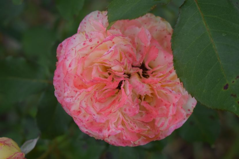  - TRANDAFIRI VARA 2018 V