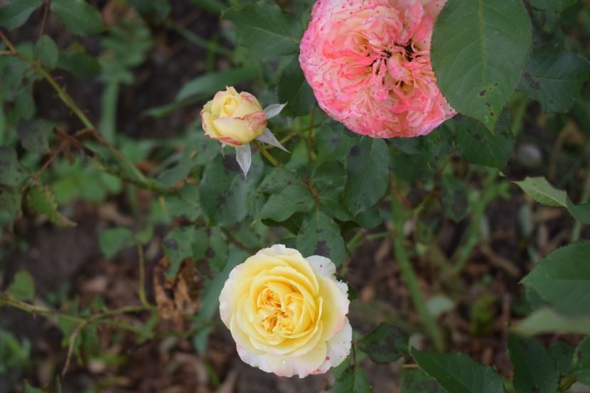  - TRANDAFIRI VARA 2018 V