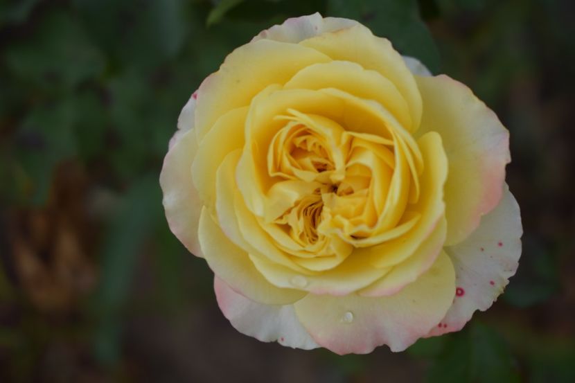  - TRANDAFIRI VARA 2018 V