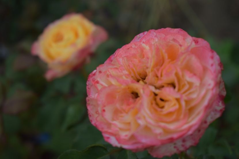  - TRANDAFIRI VARA 2018 V