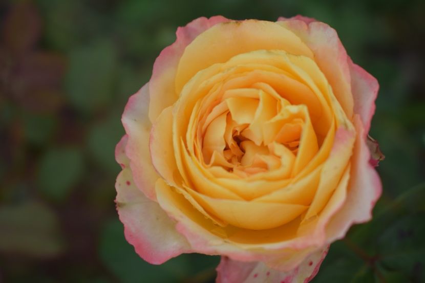  - TRANDAFIRI VARA 2018 V