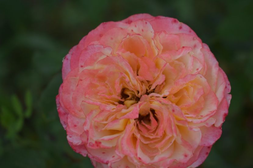  - TRANDAFIRI VARA 2018 V