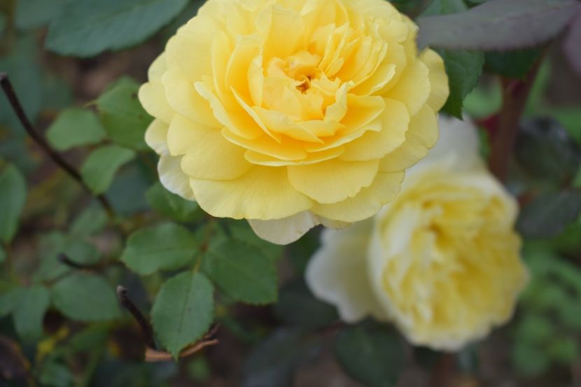  - TRANDAFIRI VARA 2018 V