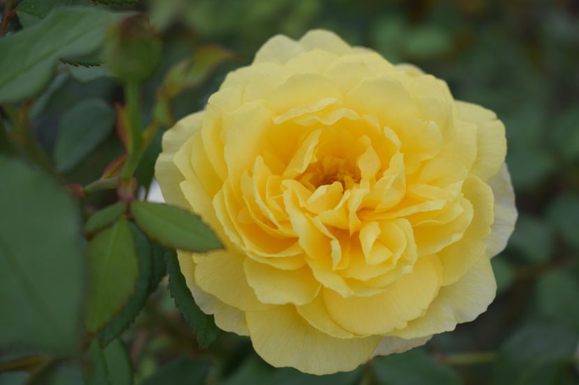  - TRANDAFIRI VARA 2018 V