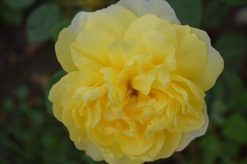  - TRANDAFIRI VARA 2018 V