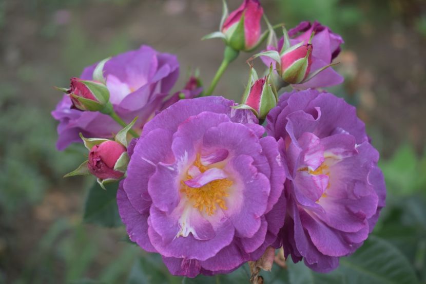  - TRANDAFIRI VARA 2018 V