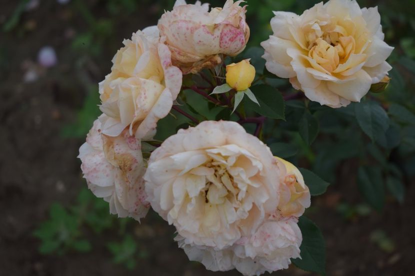  - TRANDAFIRI VARA 2018 V