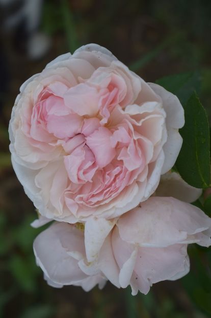  - TRANDAFIRI VARA 2018 V