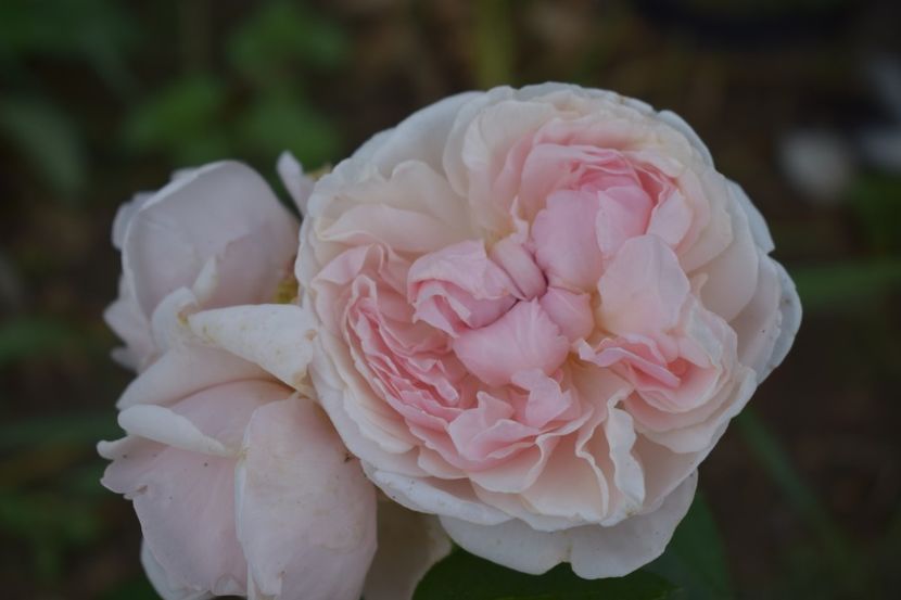  - TRANDAFIRI VARA 2018 V