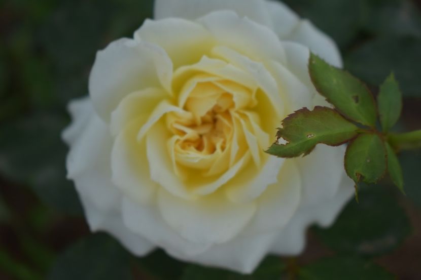  - TRANDAFIRI VARA 2018 V