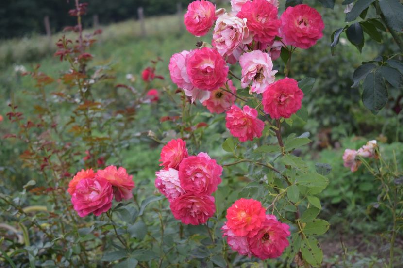  - TRANDAFIRI VARA 2018 V