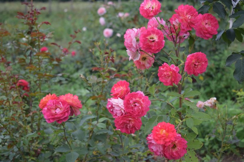  - TRANDAFIRI VARA 2018 V