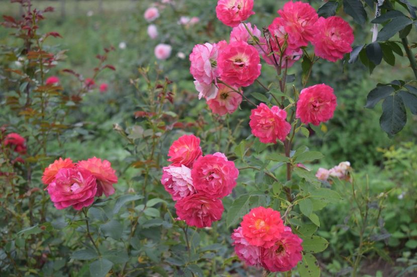  - TRANDAFIRI VARA 2018 V