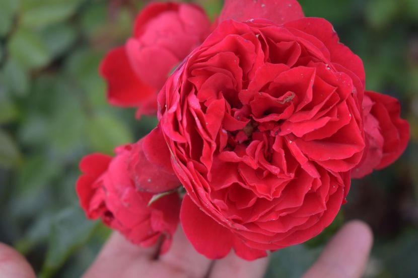  - TRANDAFIRI VARA 2018 V