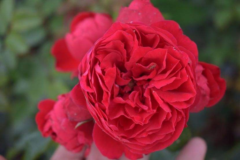  - TRANDAFIRI VARA 2018 V