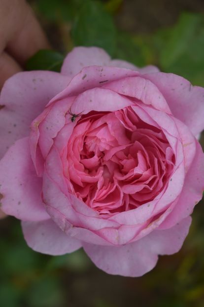  - TRANDAFIRI VARA 2018 V