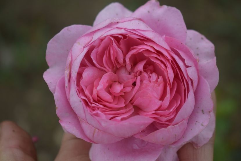  - TRANDAFIRI VARA 2018 V