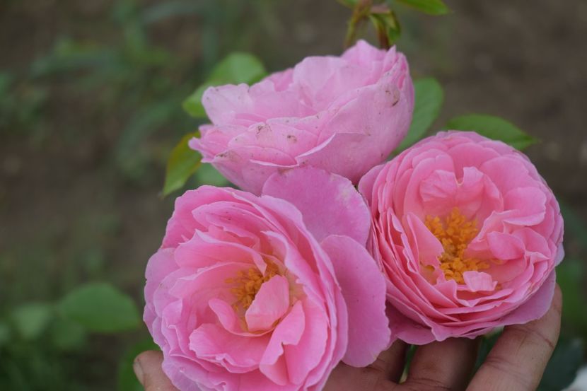  - TRANDAFIRI VARA 2018 V