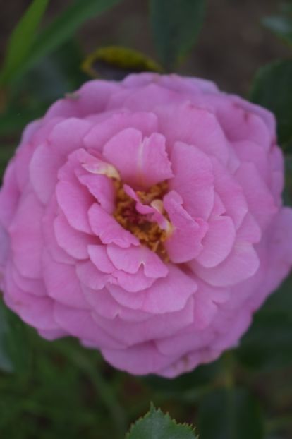  - TRANDAFIRI VARA 2018 V