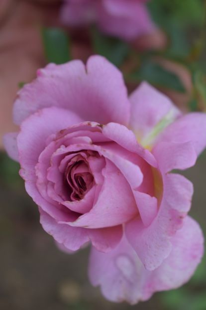  - TRANDAFIRI VARA 2018 V