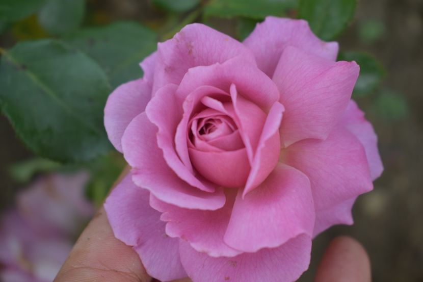  - TRANDAFIRI VARA 2018 V