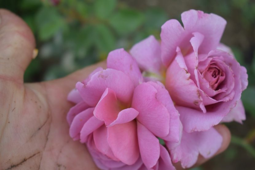  - TRANDAFIRI VARA 2018 V