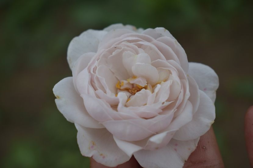  - TRANDAFIRI VARA 2018 V