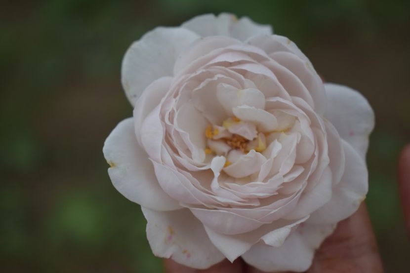  - TRANDAFIRI VARA 2018 V