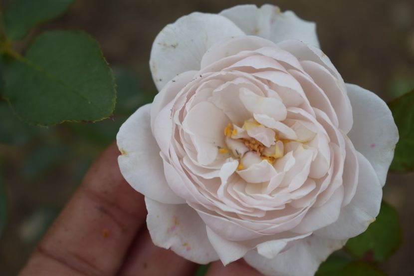  - TRANDAFIRI VARA 2018 V