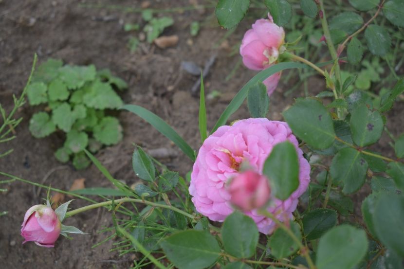  - TRANDAFIRI VARA 2018 V