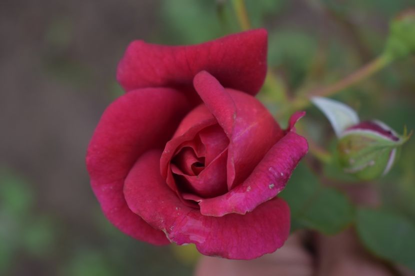  - TRANDAFIRI VARA 2018 V