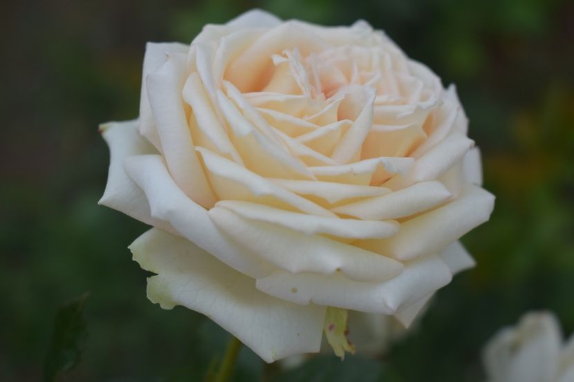  - TRANDAFIRI VARA 2018 V