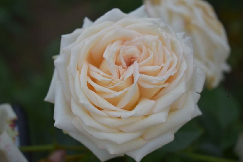  - TRANDAFIRI VARA 2018 V