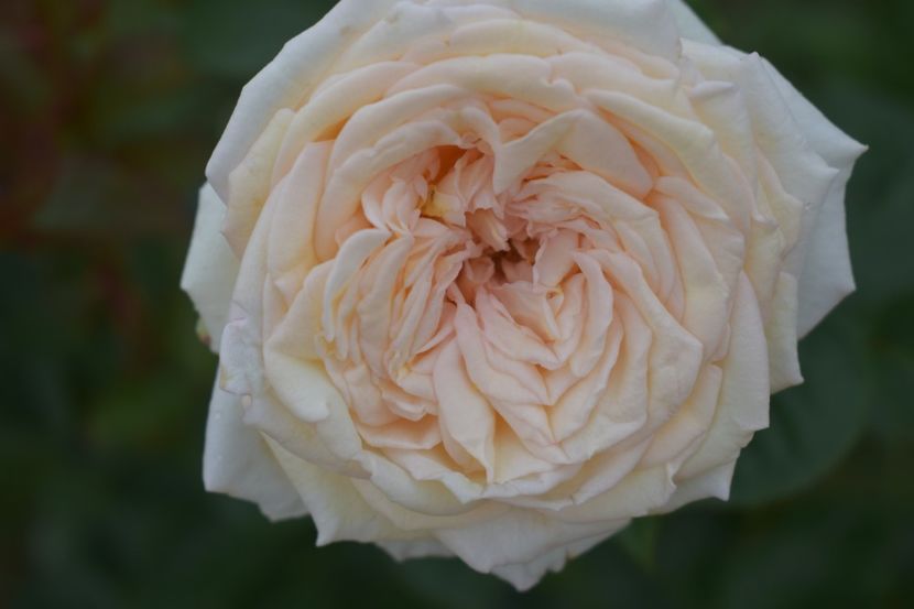  - TRANDAFIRI VARA 2018 V