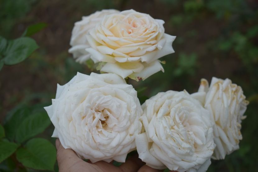  - TRANDAFIRI VARA 2018 V