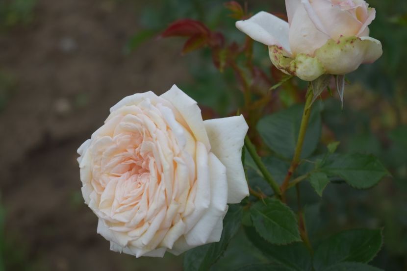  - TRANDAFIRI VARA 2018 V