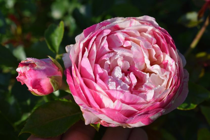  - TRANDAFIRI VARA 2018 V