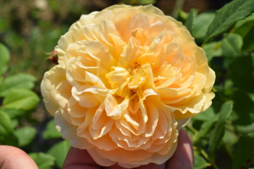  - TRANDAFIRI VARA 2018 V