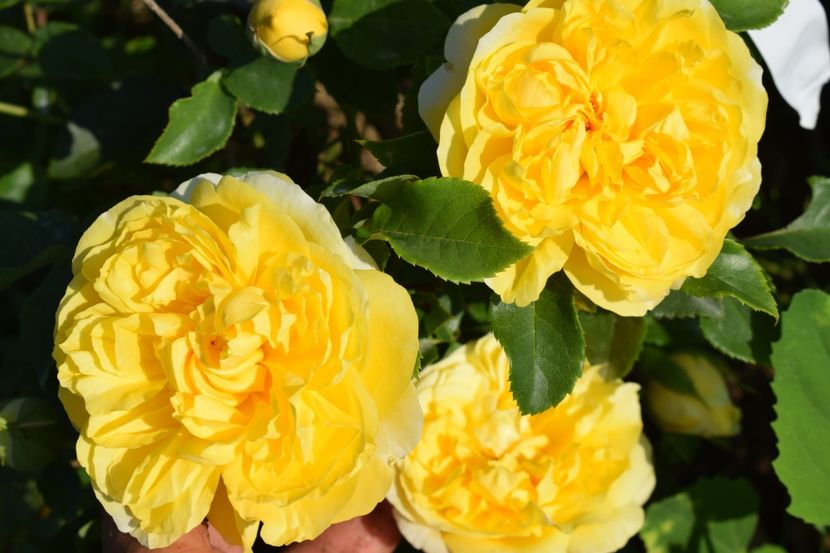  - TRANDAFIRI VARA 2018 V