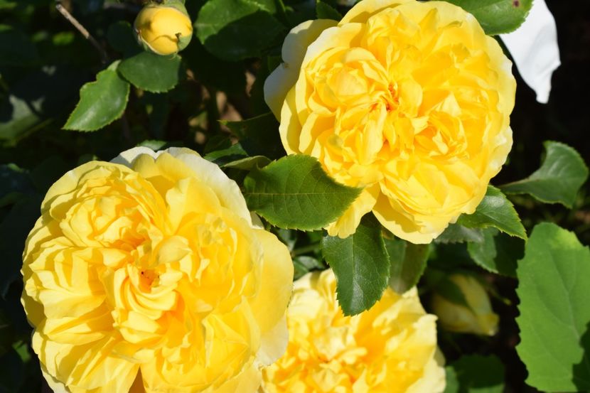  - TRANDAFIRI VARA 2018 V