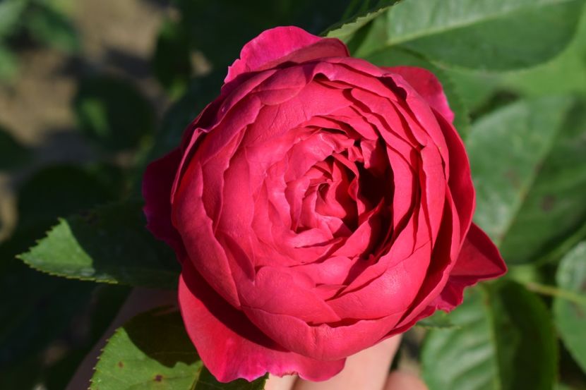  - TRANDAFIRI VARA 2018 V