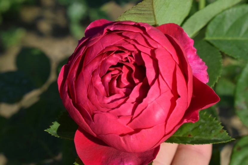  - TRANDAFIRI VARA 2018 V