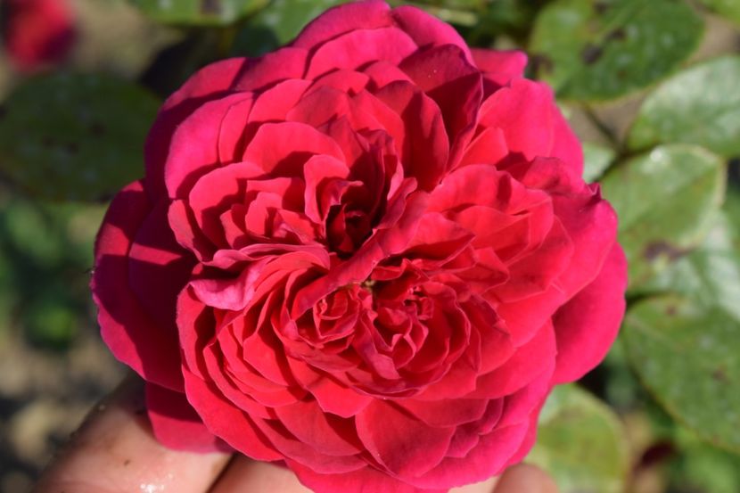  - TRANDAFIRI VARA 2018 V