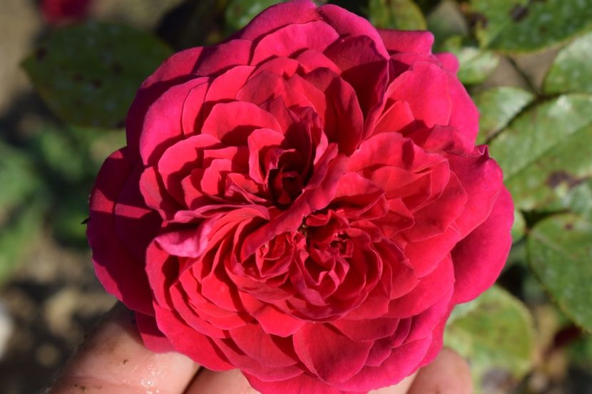  - TRANDAFIRI VARA 2018 V